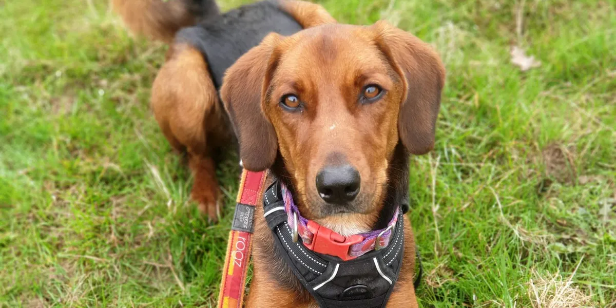 A rescued dog