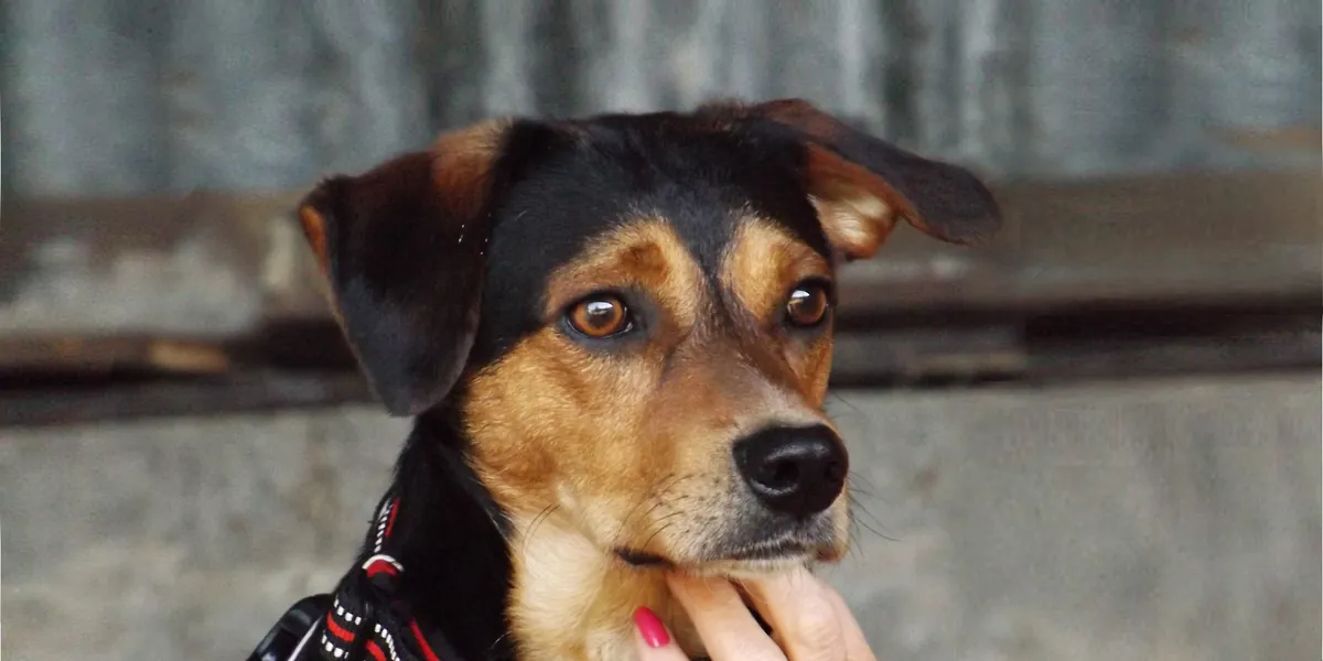 A rescued street dog