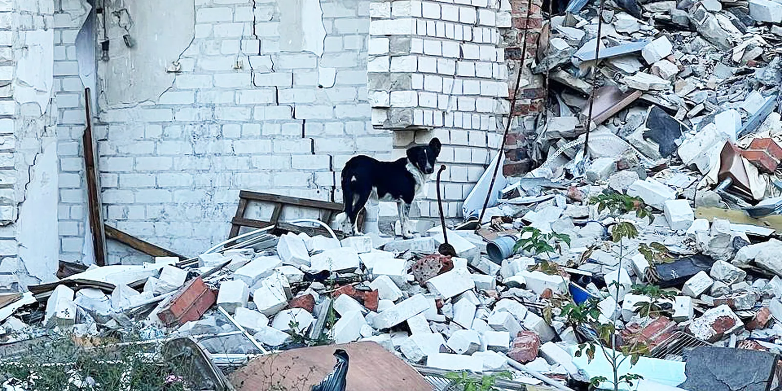 A street dog standing on the rubble of a destroyed building