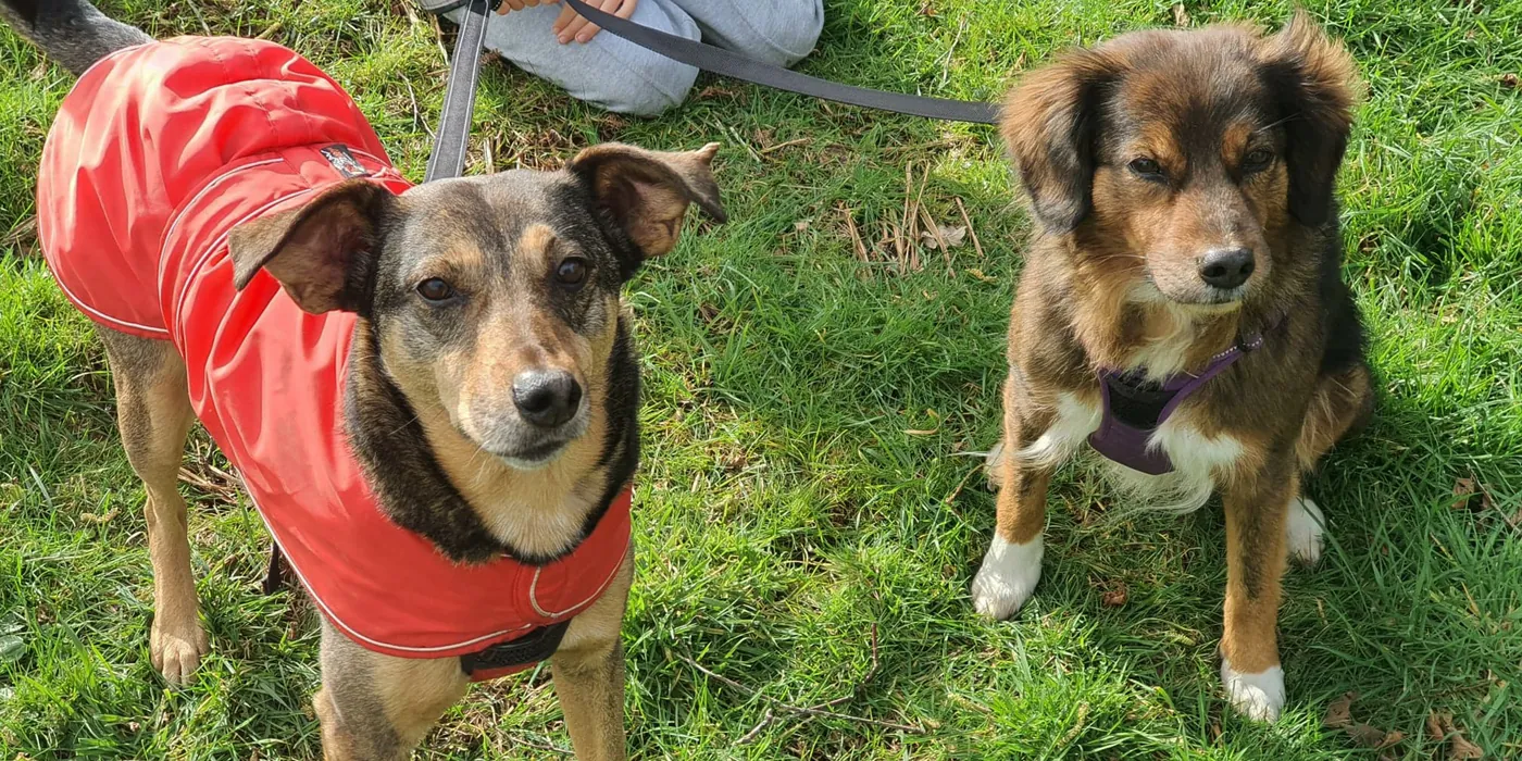 Two rescued dogs